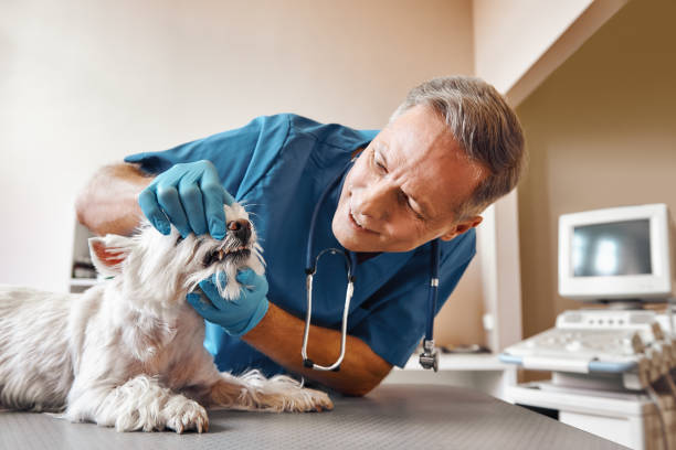 Best Emergency Dental Surgery in Maury, NC